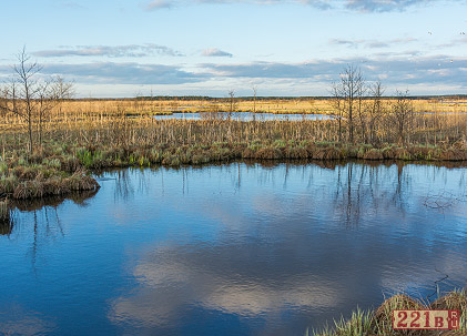 Сестрорецкое болото